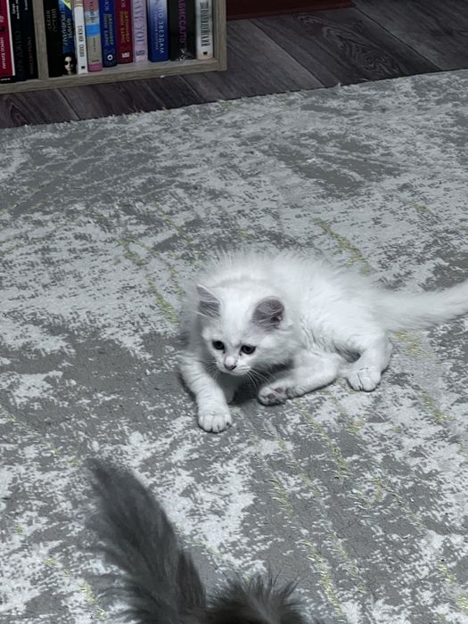 Котенок девочка нибелунг