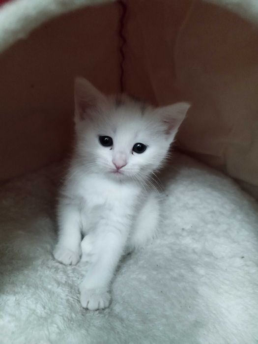 Котята персидской породы