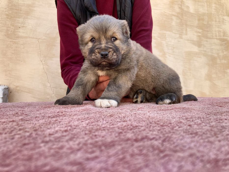 Щенок Кафказского Алабая ( чистокровный