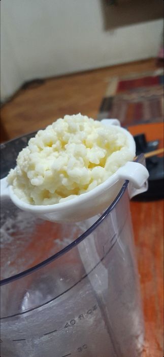 Ciuperca chefir, bacterie probiotica kefir