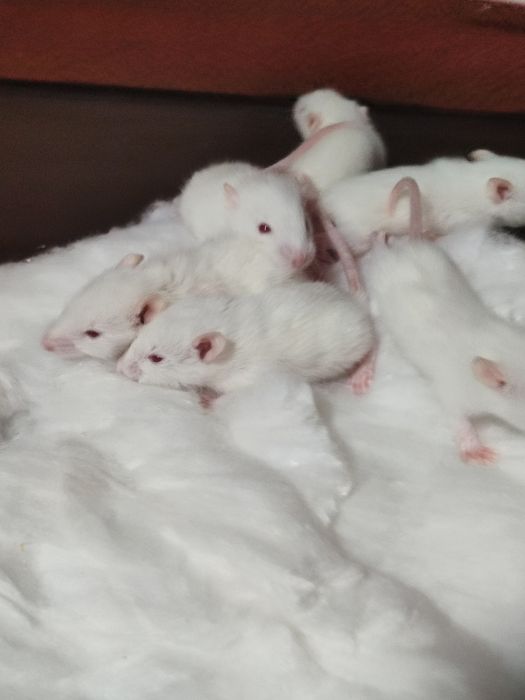 Продам декоративных крысят