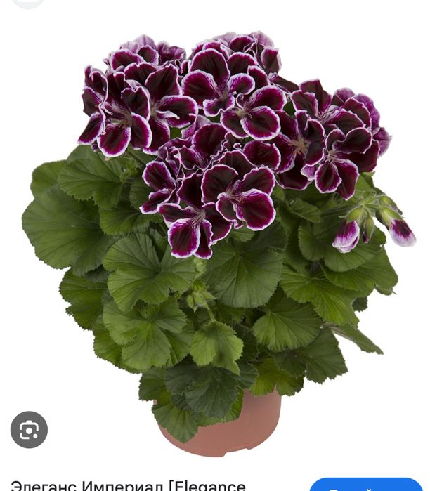 Цветы Комнатные и для сада