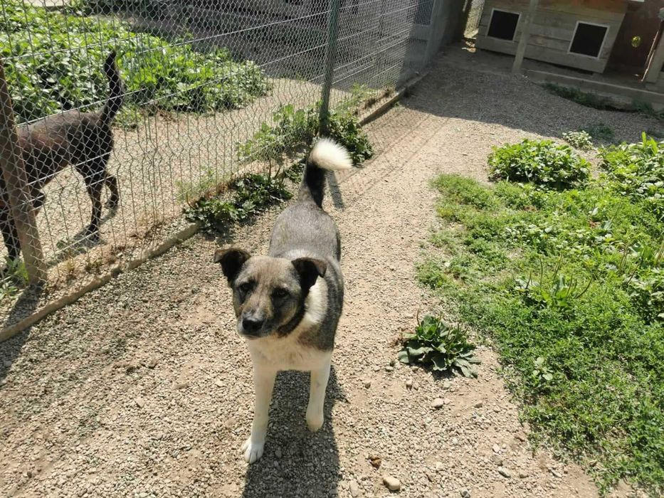 Britta isi cauta familie