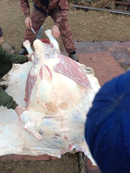 Продам молодняк крс