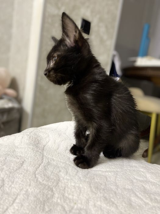 Кошечка в добрые руки