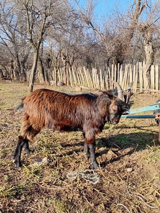Țap de vanzare !!!