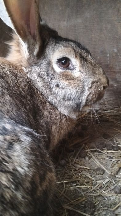 Продам крольчиху