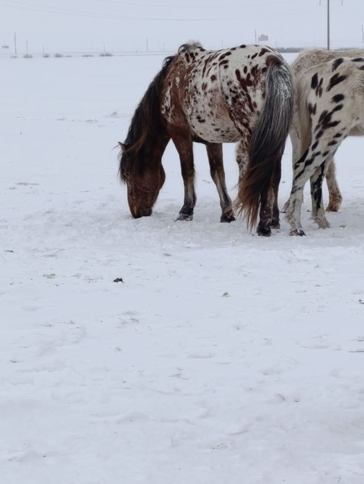 Айғыр сатылады 5 жасар әкесі мұғалжар