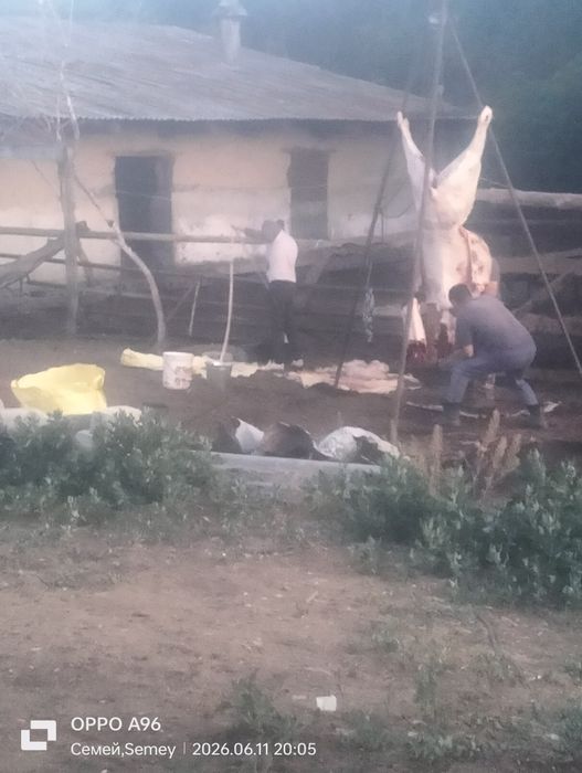 Продам трёх летка с откорма
