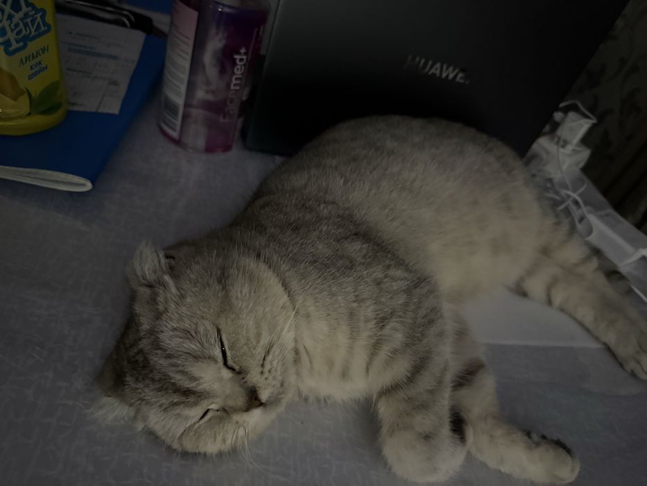 Взрослая кошка