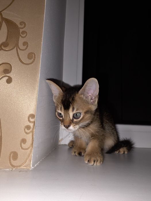 Абиссинский котенок