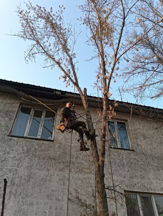 Спил деревьев Ағаш кесеміз