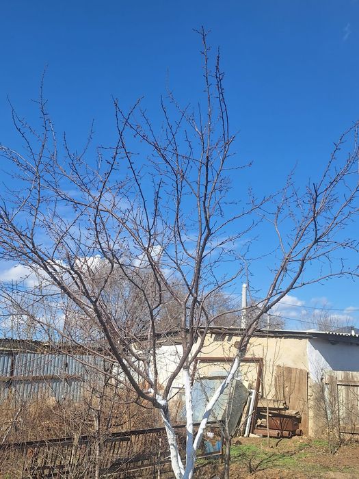 Продаю саженцы Актобе