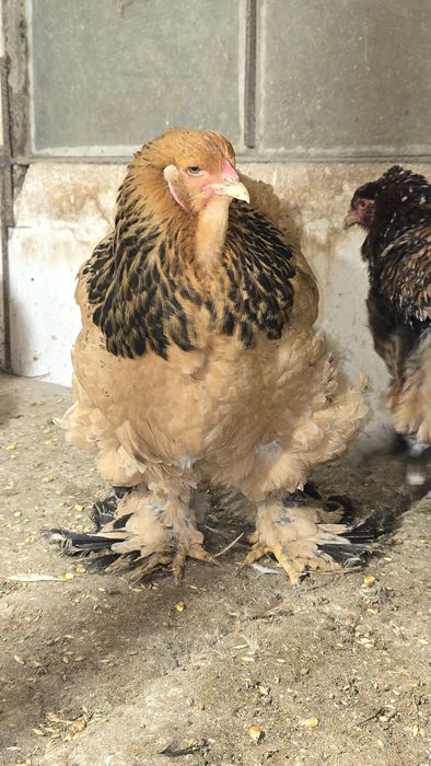 Brahma diferite varietati de culoare