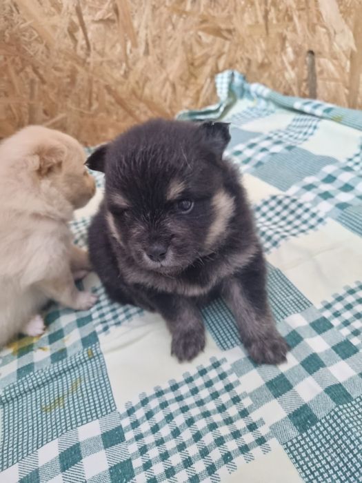 Померанский шпиц