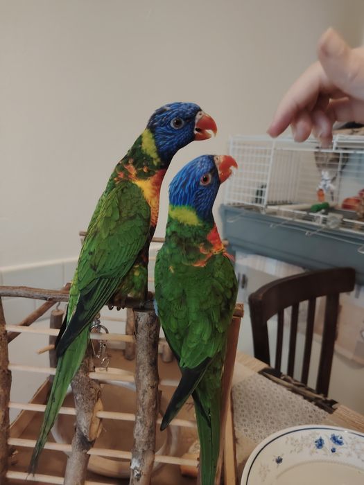 Papagali LORY Arcobaleno