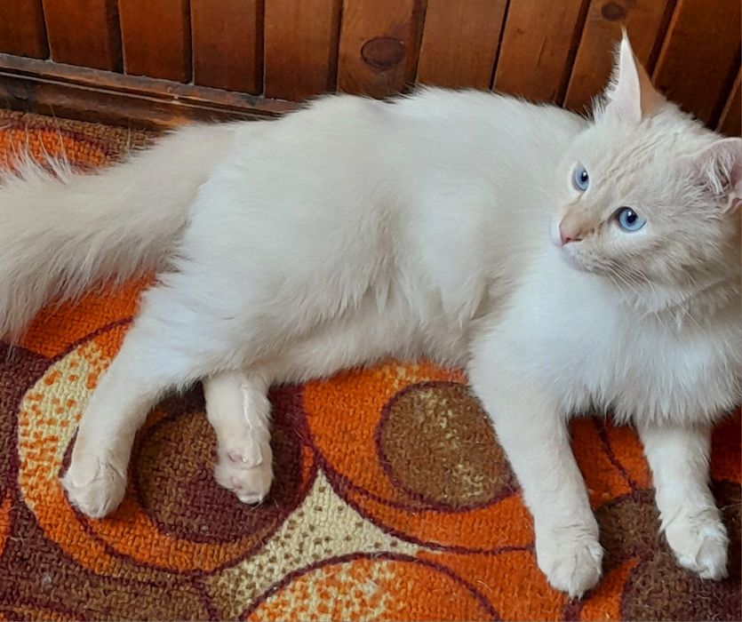 Белоснежный котик 1.5 годика