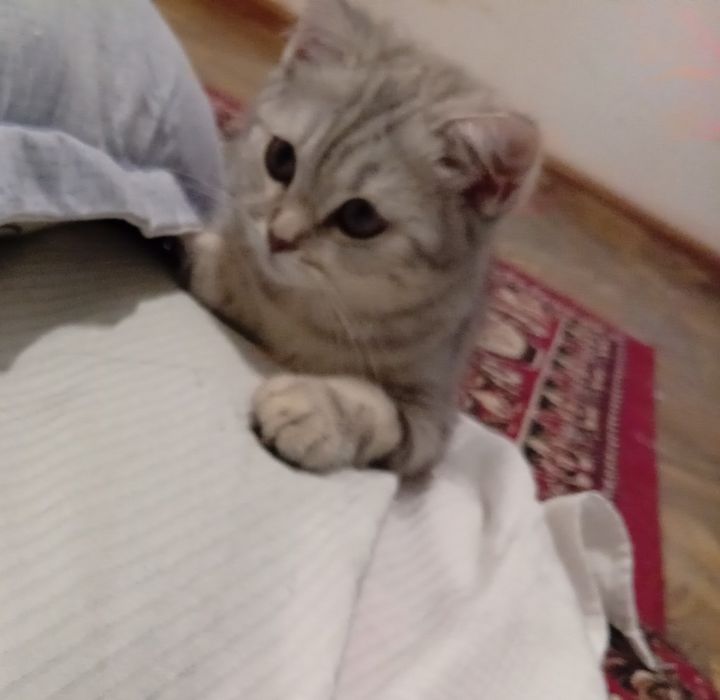 Шотландский прямоухо