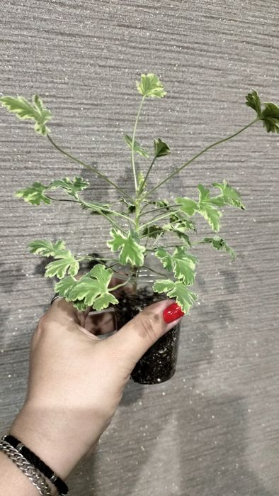 Пеларгония душистая