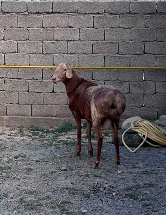 Қошқар 2 жас САТЫЛАДЫ