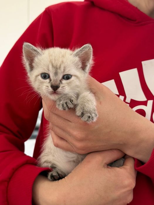 Котенок ищет семью. Мальчик