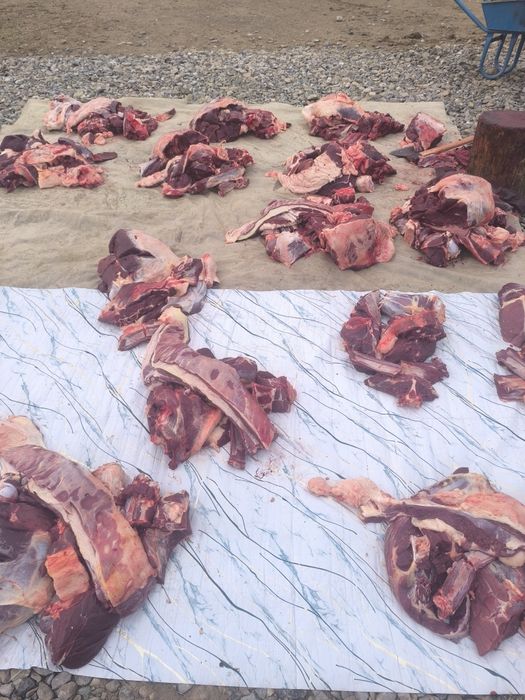 Соғым ет жылқы еті