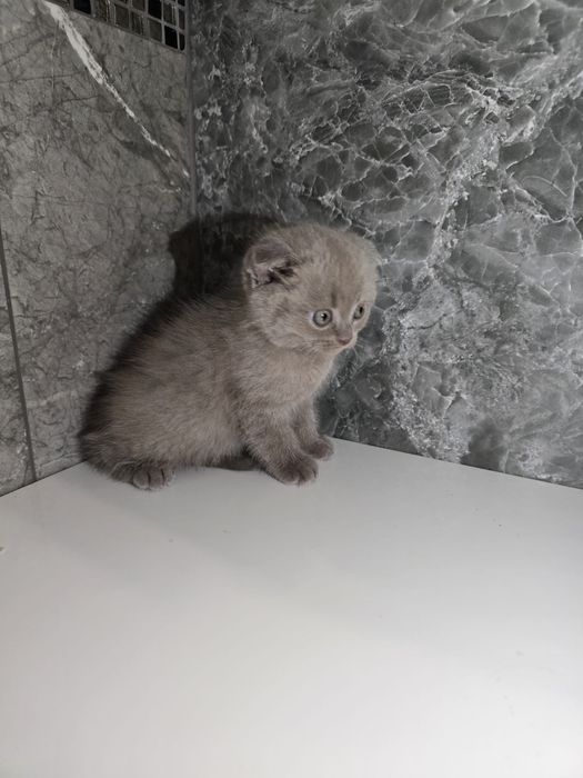 Scottish  straight și scottish fold.