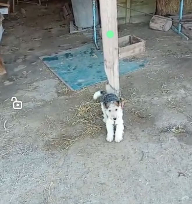 Фокс пен дауит сатылады