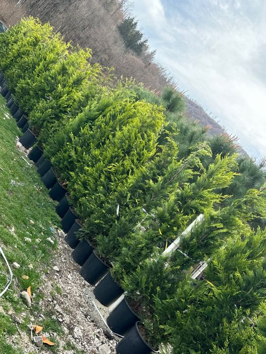 Leylandii oferta primaveriii