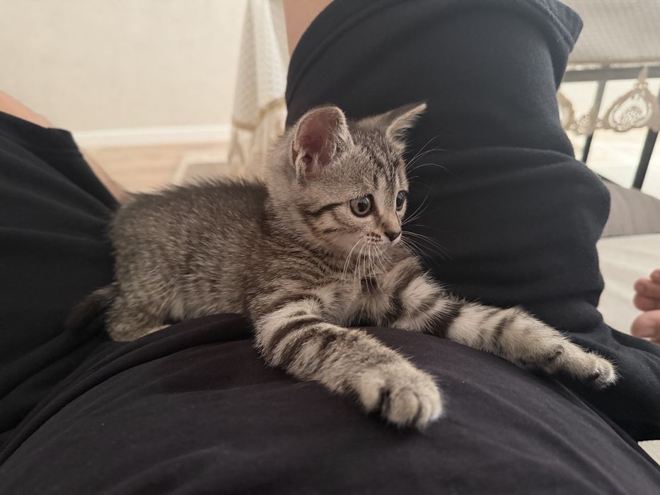 Британская кошка, 1,5 года.
