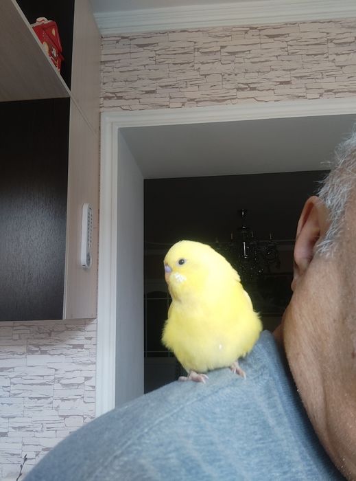 Говорящий ручной волнистик Тоша!