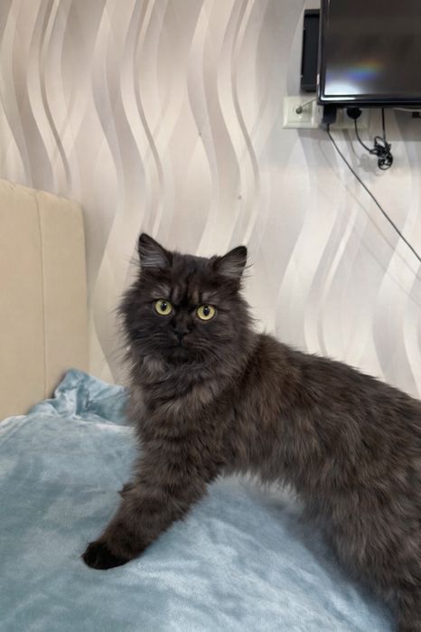 Кошка ЛУНА ищет семью.