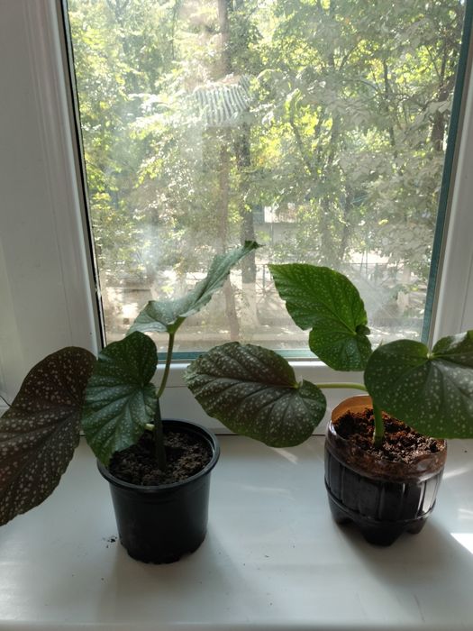 Комнатные растения