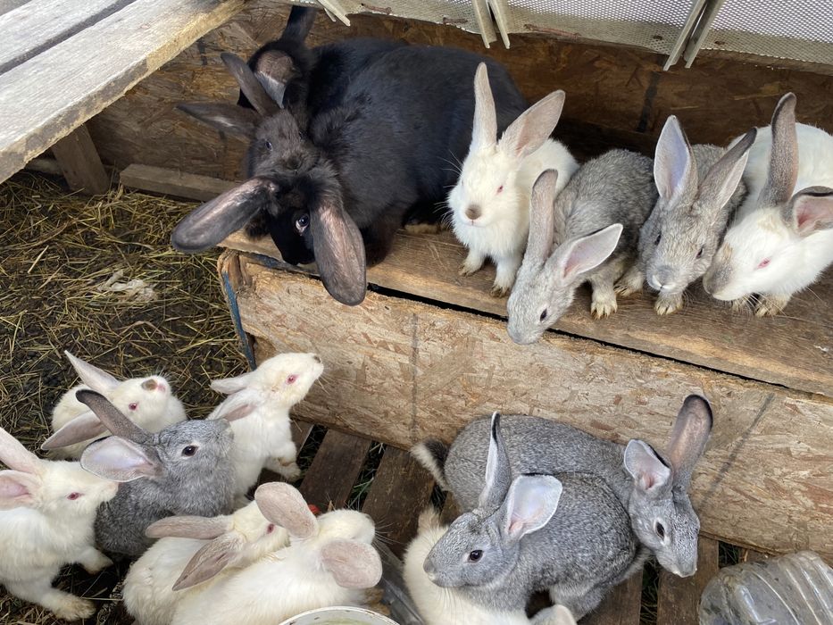 продам крольчат месячные и двухмесячные