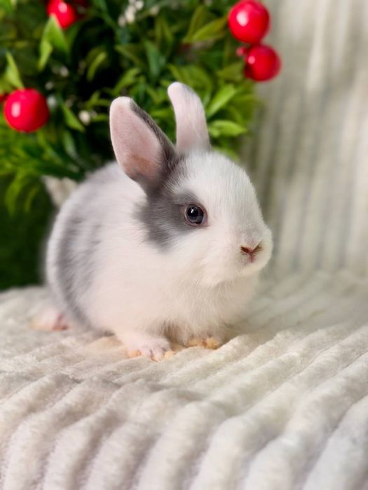 QUYON BOLASI. Dekorativ Karlik Baran quyonlar. Qafaslariyam bor