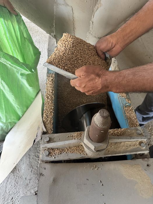 Продам пщеницу Bugdoi