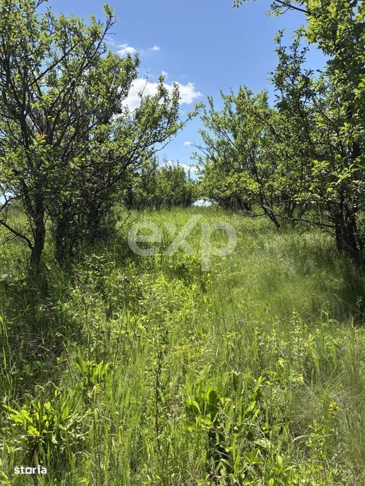 Teren 2.200 mp langa padure, la 11 km de Pitesti – ideal pentru casa