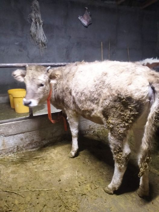 Урқашы тайынша сатылады