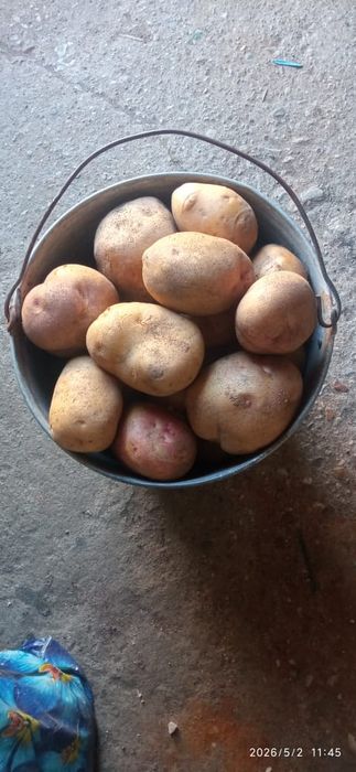Продам картошку домашнюю едовую