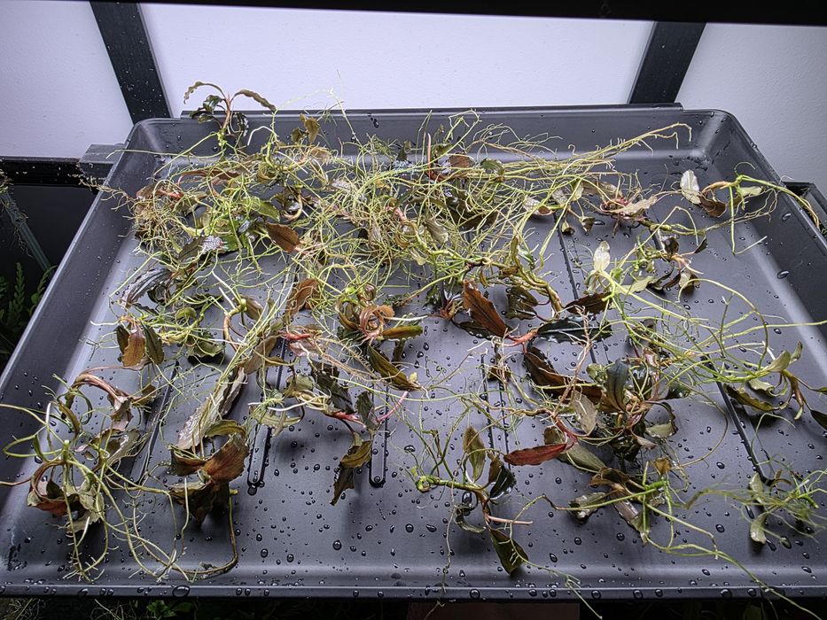 Pachet Bucephalandra