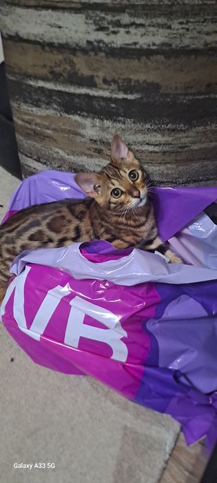 вязка кота бенгала