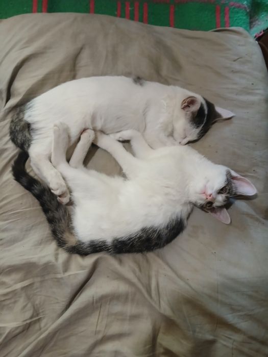 Котята маленькие