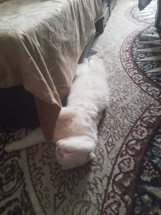 Skotish fuld tozza qonli