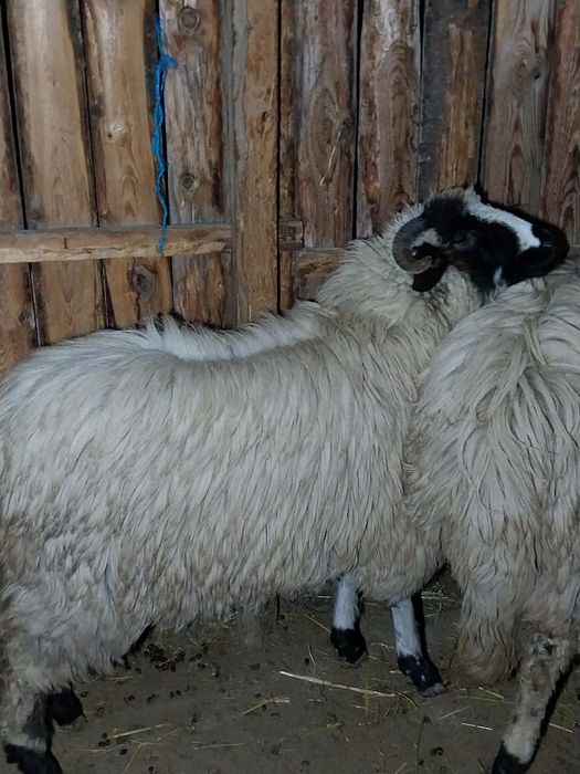 Vand o miala breaza oi