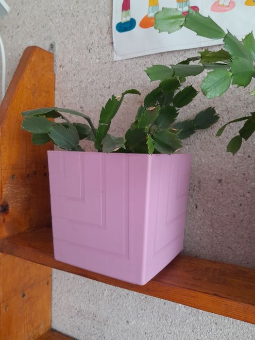 Комнатные цветы. Продажа.