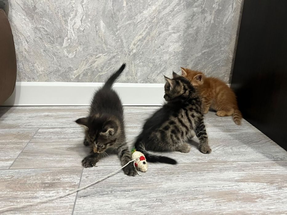 Отдам котят в добрые руки