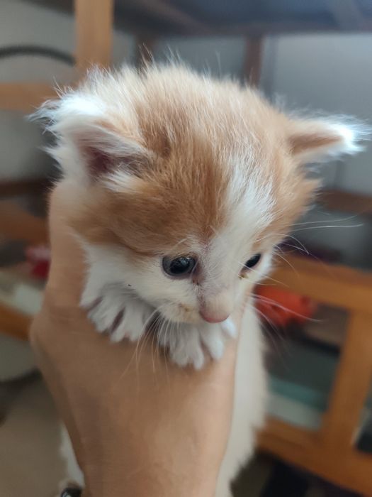 Котята породы Мейн кун
