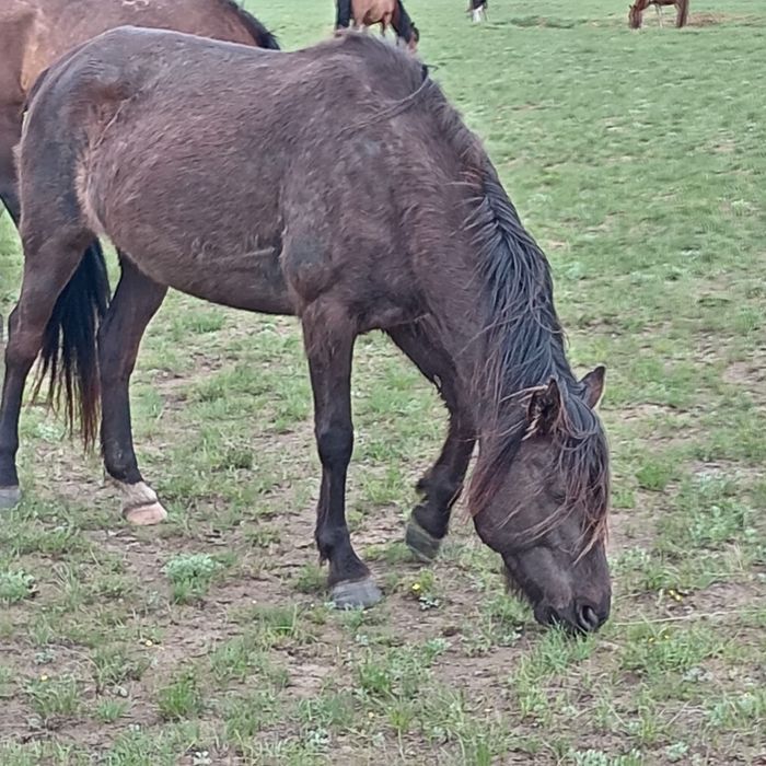 Бие сатылады жуас