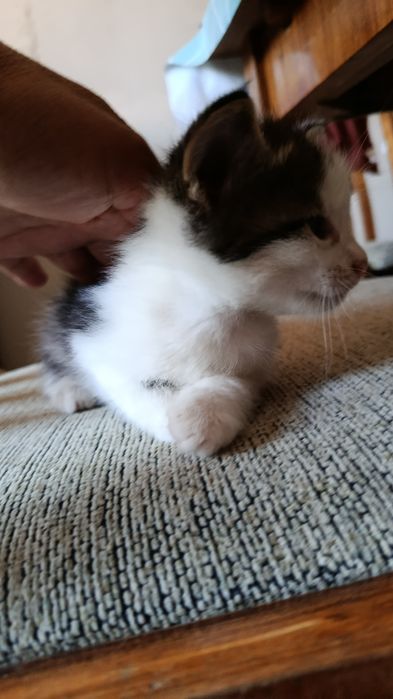 Котята, милые домашние