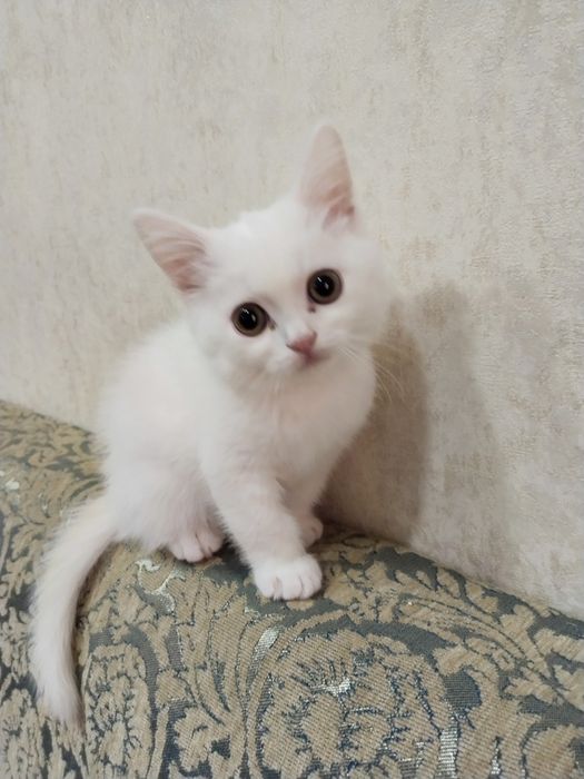 Продаём котят скоттиш-страйт.